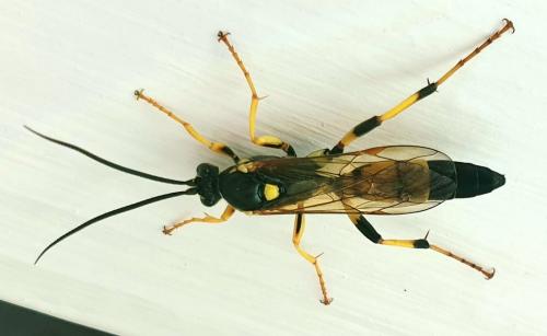 Ichneumon xanthorius